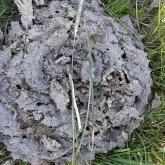 Setaria sphacelata sphacelata