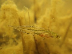 Triturus carnifex
