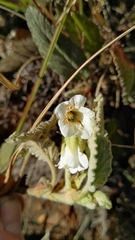 Hermannia geniculata