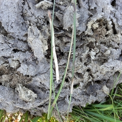 Setaria sphacelata sphacelata