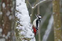 Dendrocopos major