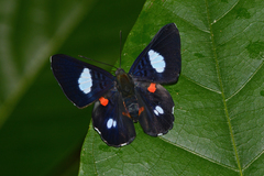 Cyrenia martia