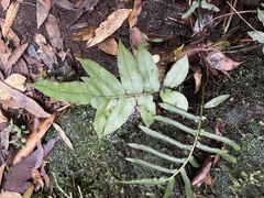 Blechnum ambiguum