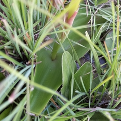Satyrium longicauda