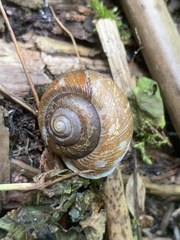 Allogona ptychophora