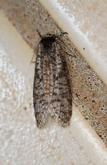 Lepidoscia euryptera
