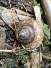 Allogona ptychophora