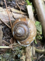 Allogona ptychophora