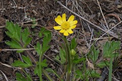 Ranunculus praemorsus