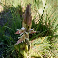 Satyrium longicauda