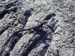 Microlophus albemarlensis