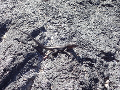 Microlophus albemarlensis