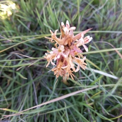 Satyrium cristatum cristatum