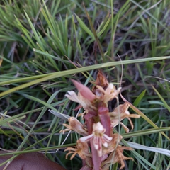 Satyrium cristatum cristatum