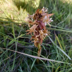 Satyrium cristatum cristatum