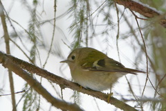 Regulus regulus