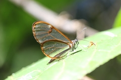 Pteronymia simplex