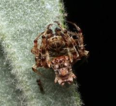 Arkys dilatatus