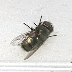 Chrysomya megacephala