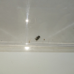 Chrysomya megacephala