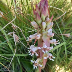 Satyrium cristatum cristatum