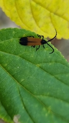 Synchonnus clientulus
