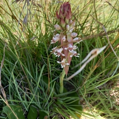 Satyrium cristatum cristatum