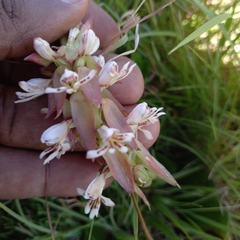 Satyrium cristatum cristatum