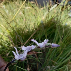 Brownleea recurvata