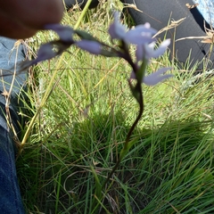 Brownleea recurvata