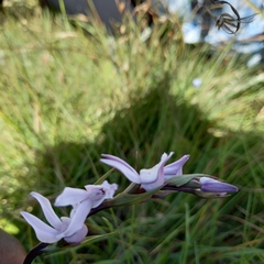 Brownleea recurvata