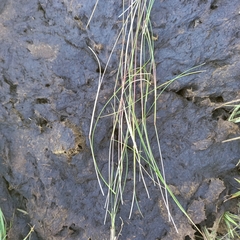 Microchloa caffra