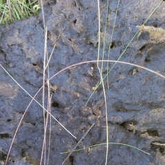 Microchloa caffra