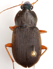 Chlaenius impunctifrons