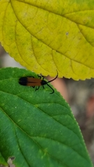 Synchonnus clientulus