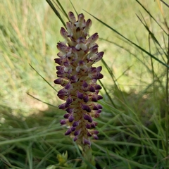 Disa fragrans