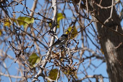 Setophaga coronata auduboni