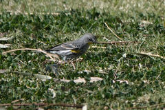 Setophaga coronata auduboni