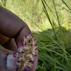 Disa fragrans