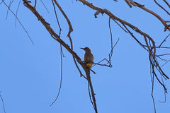 Melanerpes uropygialis