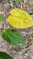 Synchonnus clientulus