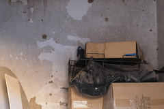 Columba livia domestica