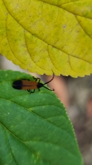 Synchonnus clientulus