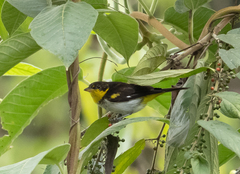 Hemithraupis flavicollis