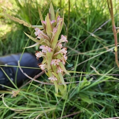 Satyrium neglectum
