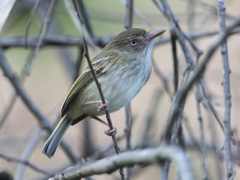Atalotriccus pilaris