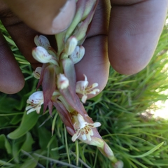 Satyrium cristatum cristatum