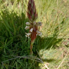 Satyrium cristatum cristatum