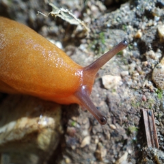 Geomalacus anguiformis