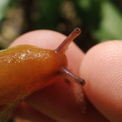 Geomalacus anguiformis